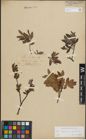 Foto von Salix lapponum L. x Salix myrtilloides L.
